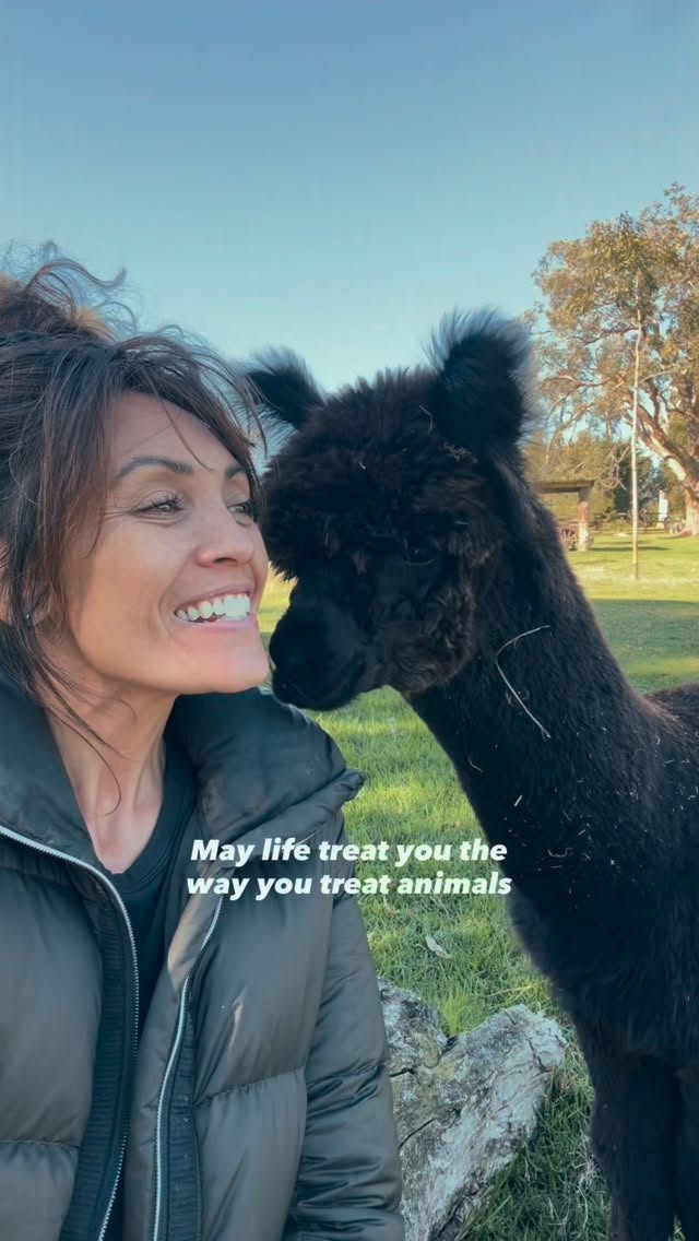 I cannot put into words, the love I have for animals. 
What it’s like to sit in their presence. 
To feel their little souls. 
To watch their personalities come about as they feel safe. 
To read to remind them that not all humans do bad things.

Something in me breaks when I see, hear or know the kind of pain they experience because they’re seen as something easily powered over. To use such power in these ways makes me wonder, how hard must the heart of a human be, to do such cruelty to a being so beautiful? 

I can only do my bit, which never feels enough, but my bit is to show them love, to not eat my friends, and to share my connection with them, with you. 

Reel inspired by @andreruppel ♥️

#katjohn #animallovers #animalsofinstagram #bekind